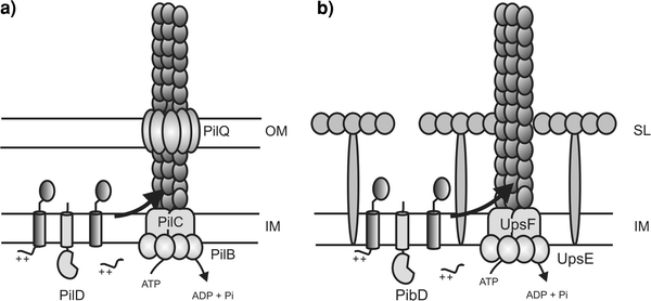Diversity of archaeal type IV pilin-like structures | Extremophiles