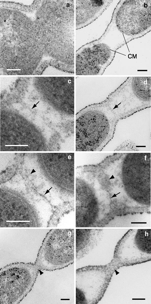 Microscopic Studies On Thermosipho Globiformans Implicate A Role Of The Large Periplasm Of Thermotogales Springerlink Microscopic Studies On Thermosipho Globiformans Implicate A Role Of The Large Periplasm Of Thermotogales Springerlink