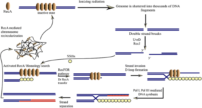 Genome Sequence of the Radioresistant Bacterium Deinococcus