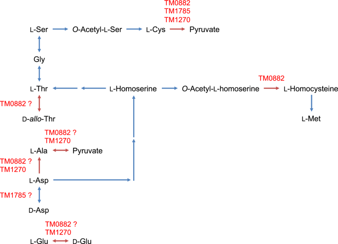 O-Acetyl-l-homoserine sulfhydrylase from Thermotoga maritima has five ...