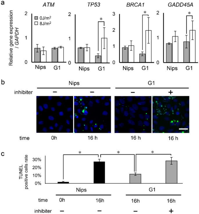 keratinocytes from gorlin syndrome induced pluripotent stem cells are resistant against uv radiation springerlink