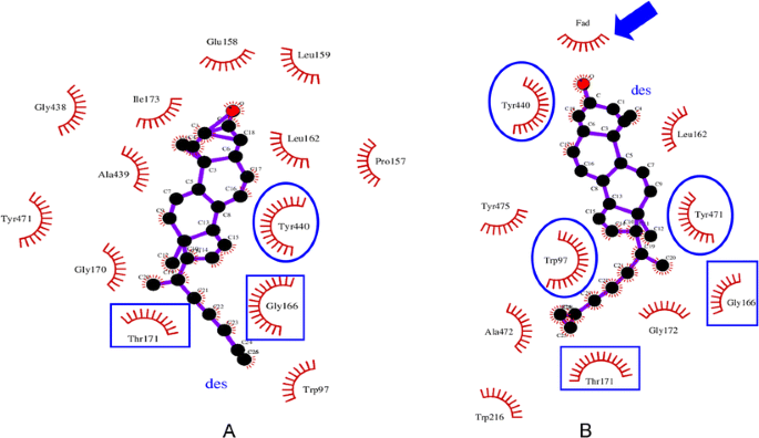 The Mechanism Of The Effect Of Ua On Blocking The Activity Of 3b Hydroxysterol D 24 Reductase Dhcr24 Molecular Dynamics Simulation Study And Free Energy Analysis Springerlink
