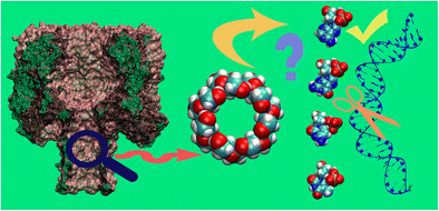 Why Does B Cyclodextrin Prefer To Bind Nucleotides With An Adenine Base Rather Than Other 2 Deoxyribonucleoside 5 Monophosphates Springerlink
