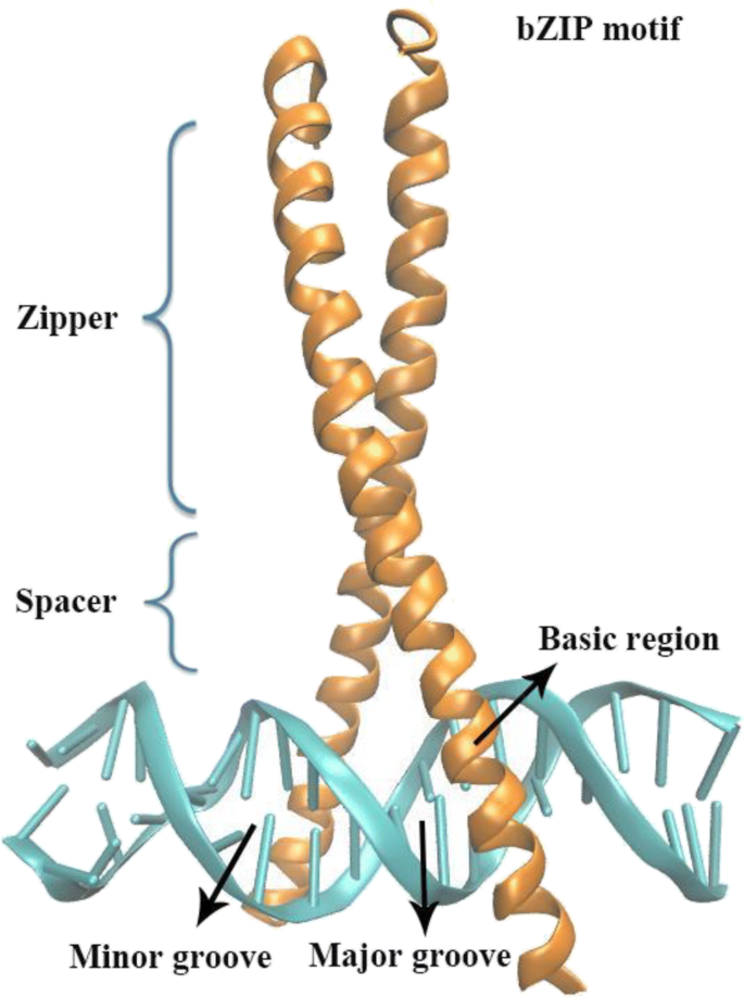Molecular mechanisms of the protein-protein interaction–regulated binding  specificity of basic-region leucine zipper transcription factors |  SpringerLink