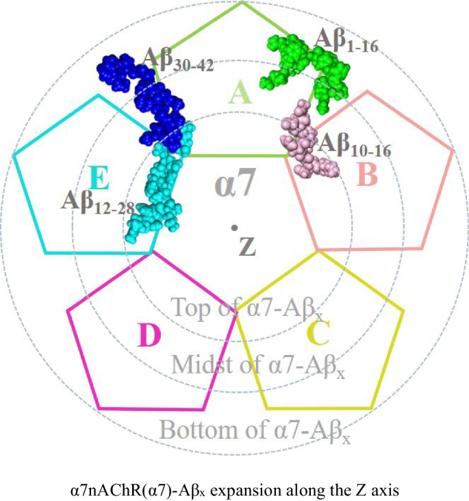 Specific interaction from different Aβ42 peptide fragments to α7nAChR-A ...
