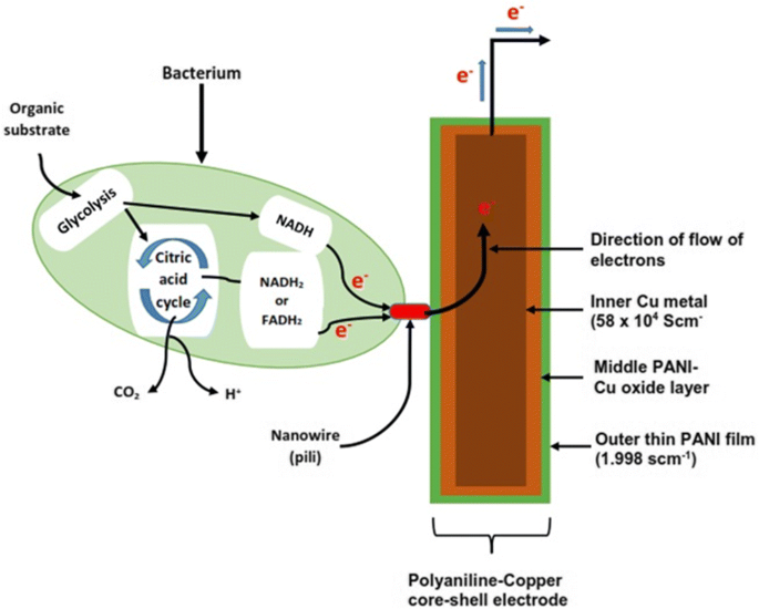 Preparation Characterization And Optimization Of A Porous Polyaniline Copper Anode Microbial Fuel Cell Springerlink