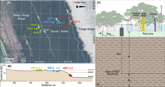 Landscape Evolution Of A Fluvial Sediment Rich Avicennia Marina Mangrove Forest Insights From Seasonal And Inter Annual Surface Elevation Dynamics Springerlink