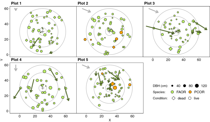 Disturbances And Climate Drive Structure Stability And Growth In Mixed Temperate Old Growth Rainforests In The Caucasus Springerlink