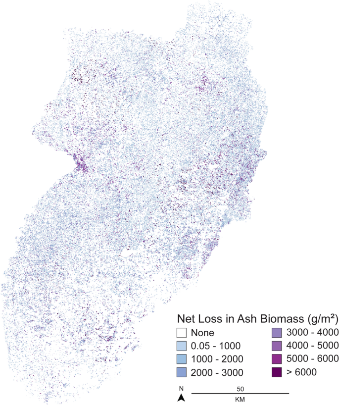 Landscape Scale Forest Reorganization Following Insect Invasion And Harvest Under Future Climate Change Scenarios Springerlink