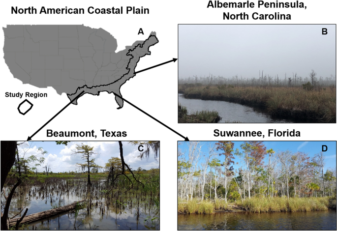 Closest Wetland To Me Climate Change Driving Widespread Loss Of Coastal Forested Wetlands  Throughout The North American Coastal Plain | Springerlink