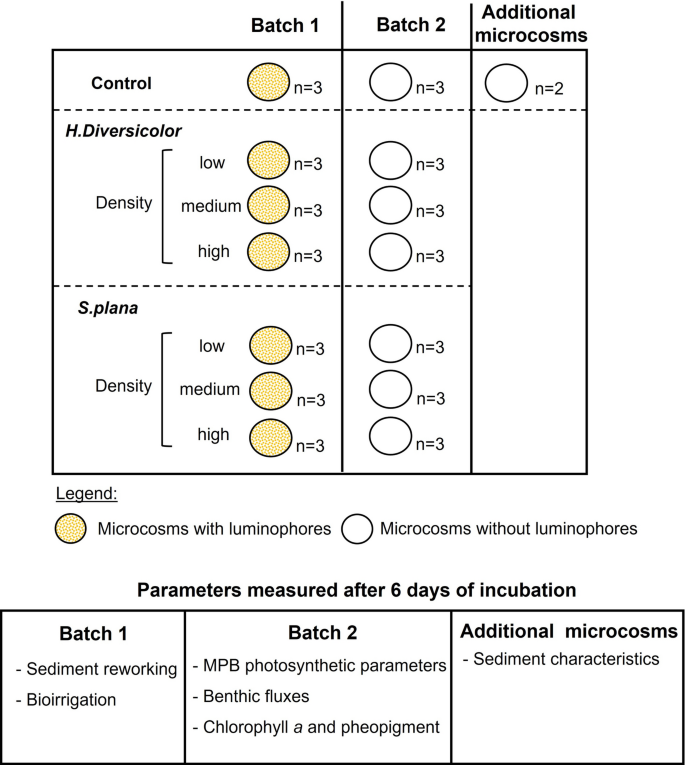 Frontiers  Sediment Bulk Density Effects on Benthic Macrofauna Burrowing  and Bioturbation Behavior