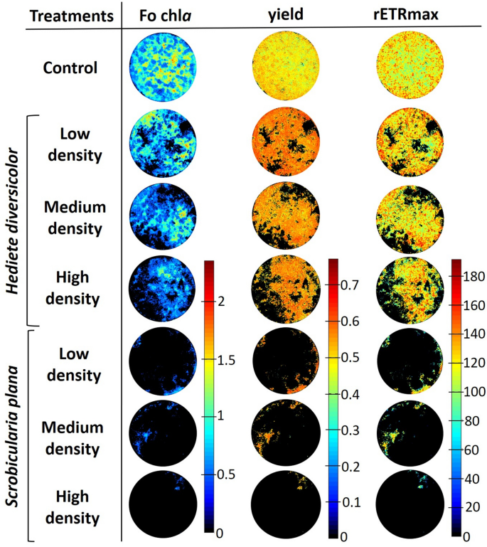 Frontiers  Sediment Bulk Density Effects on Benthic Macrofauna Burrowing  and Bioturbation Behavior