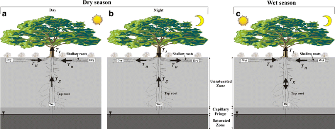 The hydrogeological role of trees in water-limited environments ...