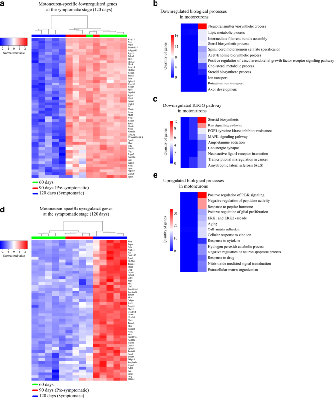 Fus 1 359 Transgenic Mice As A Model Of Als Pathophysiological And Molecular Aspects Of The Proteinopathy Springerlink