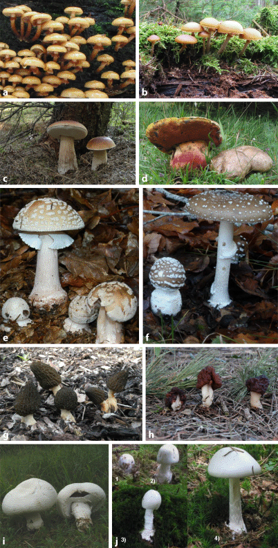 Weiße flocken im urin pilz