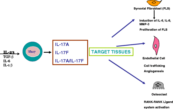 Il 23 Il 17 Axis In Spondyloarthritis Bench To Bedside Springerlink