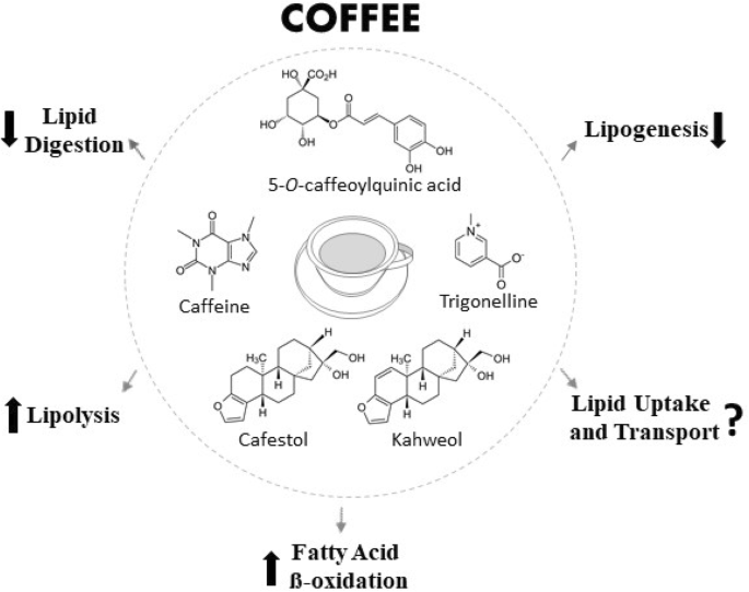 black coffee metabolism