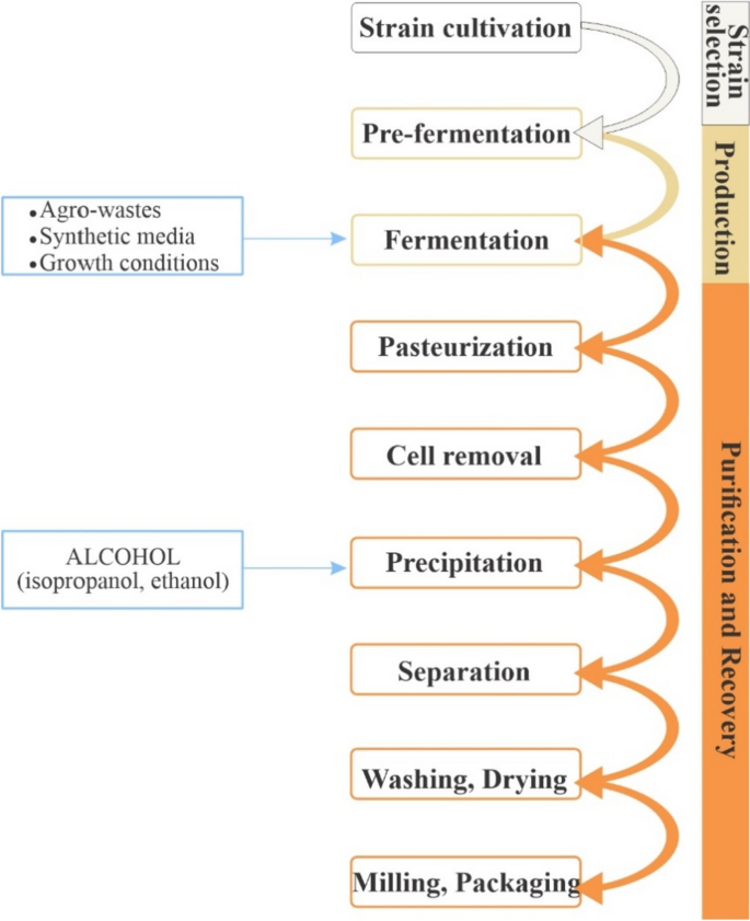 Mechanistic insights into consumption of the food additive xanthan gum by  the human gut microbiota