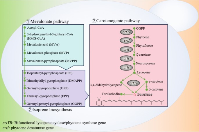 Microbial production of torulene and its potential applications: a ...