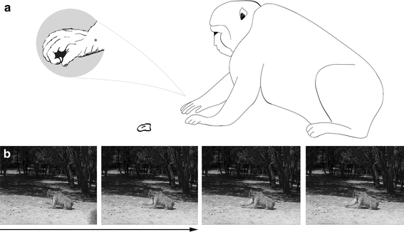 Selective reaching in macaques: evidence for action-centred ...