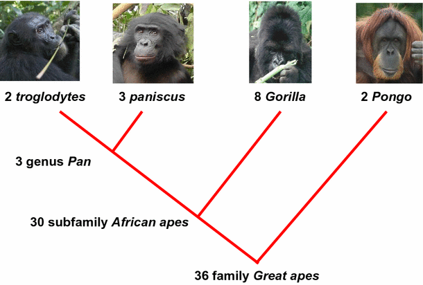 Taxonomic definition of ape