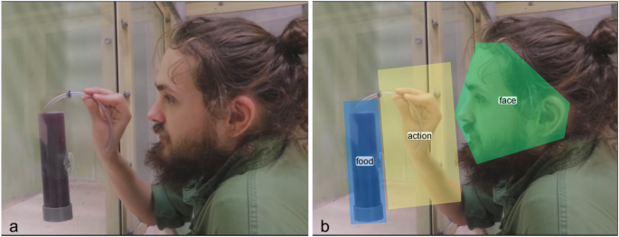 An eye-tracking study of visual attention in chimpanzees and bonobos ...
