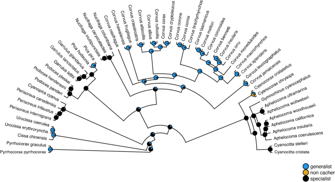 Evolutionary drivers of caching behaviour in corvids | Animal Cognition ...