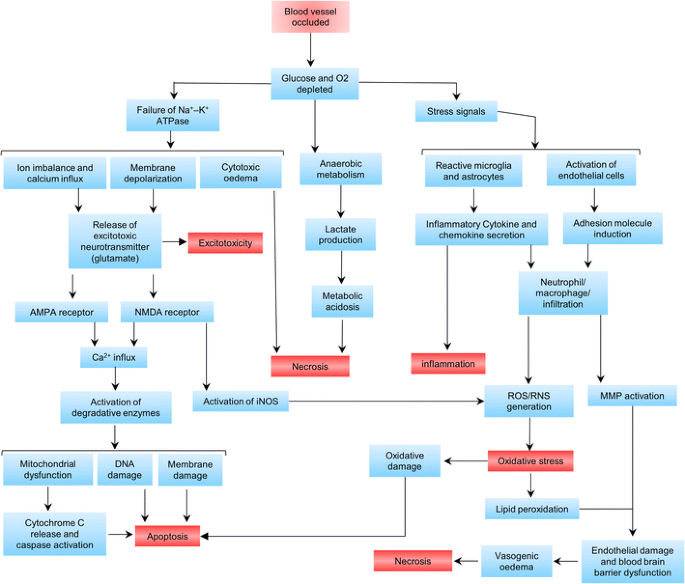 ischemic stroke pathophysiology