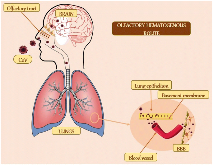 Potential neurological impact of coronaviruses: implications for the novel  SARS-CoV-2 | SpringerLink