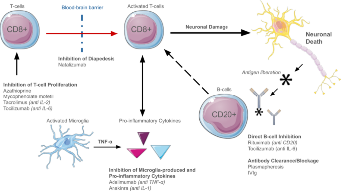 The role of early immunotherapy in rasmussen’s encephalitis ...