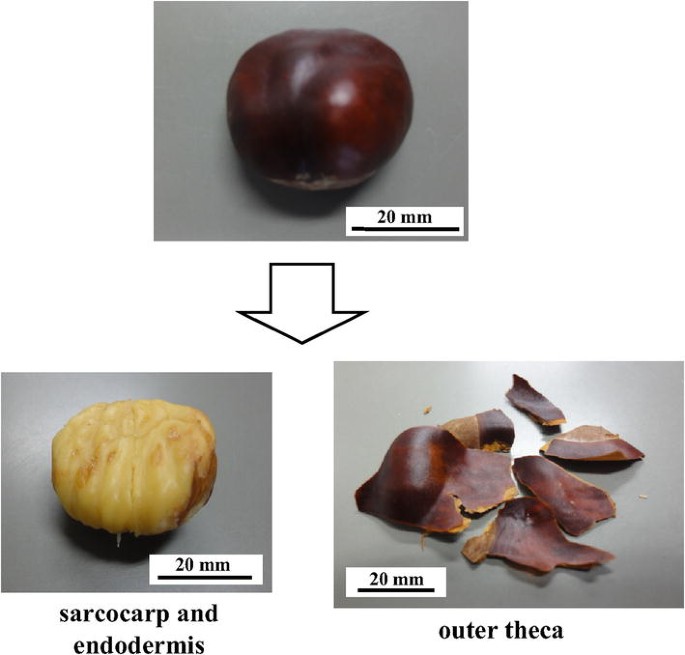 Horse Chestnut Seed Horse Chestnut Seed