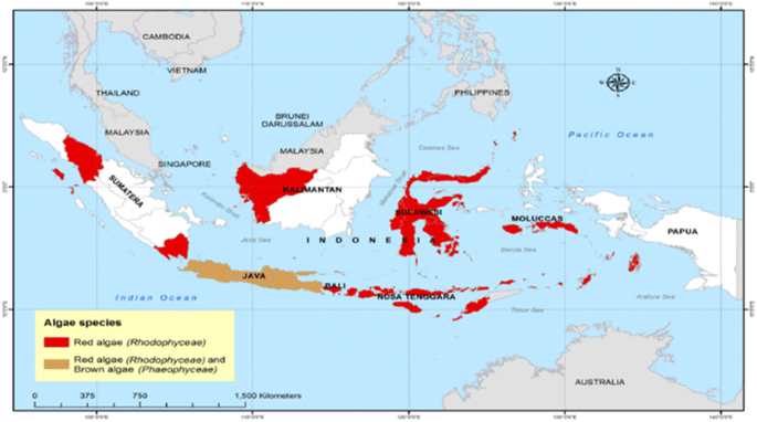 Managing risks in the Indonesian seaweed supply chain | SpringerLink