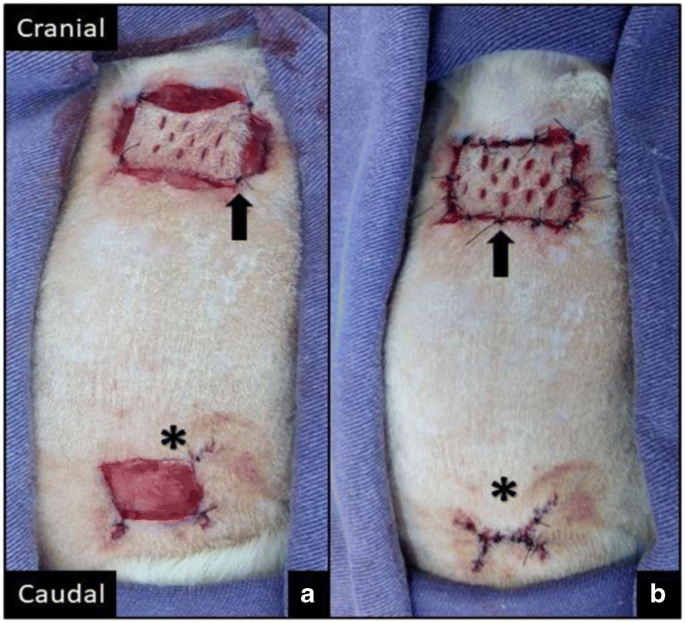 Evaluation of angiogenesis, inflammation, and healing on irradiated skin  graft with low-level laser therapy in rats (Rattus norvegicus albinus  wistar) | SpringerLink