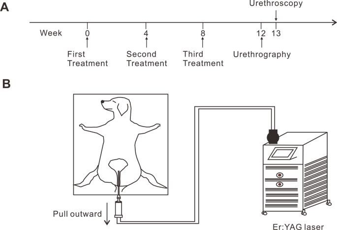 Morphological and histological changes in the urethra after intraurethral  nonablative erbium YAG laser therapy: an experimental study in beagle dogs  | SpringerLink