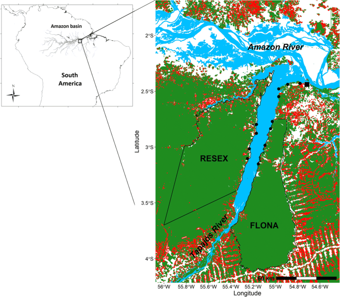 Food web modeling indicates the potential impacts of increasing  deforestation and fishing pressure in the Tapajós River, Brazilian Amazon |  SpringerLink