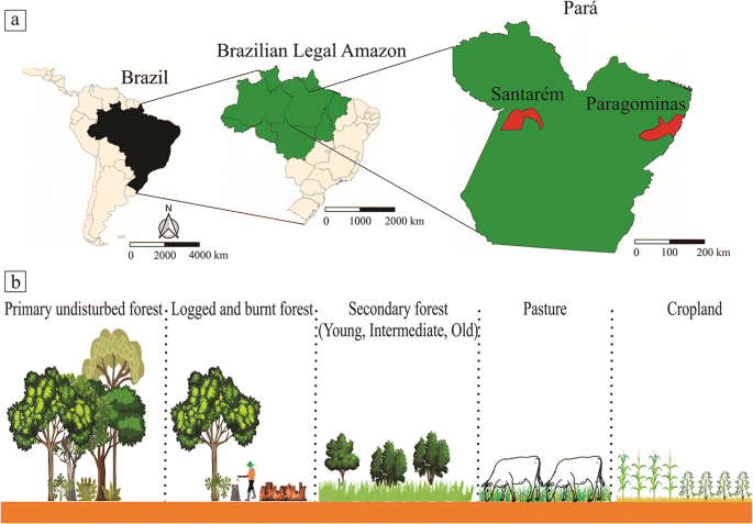 Deforestation and land use change mediate soil carbon changes in the  eastern Brazilian Amazon | SpringerLink