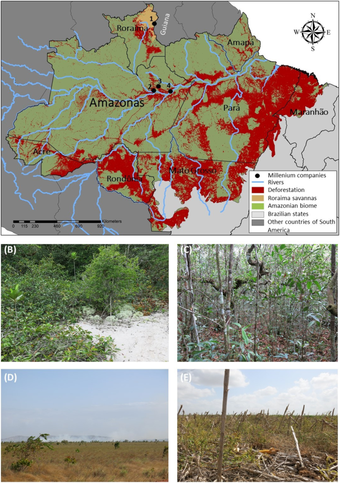 Rainforest Mafias: How Violence and Impunity Fuel Deforestation in Brazil's