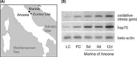 Molecular Biomarkers And Adaptation To Environmental Stress In Moon Jelly Aurelia Spp Springerlink Molecular Biomarkers And Adaptation To Environmental Stress In Moon Jelly Aurelia Spp Springerlink