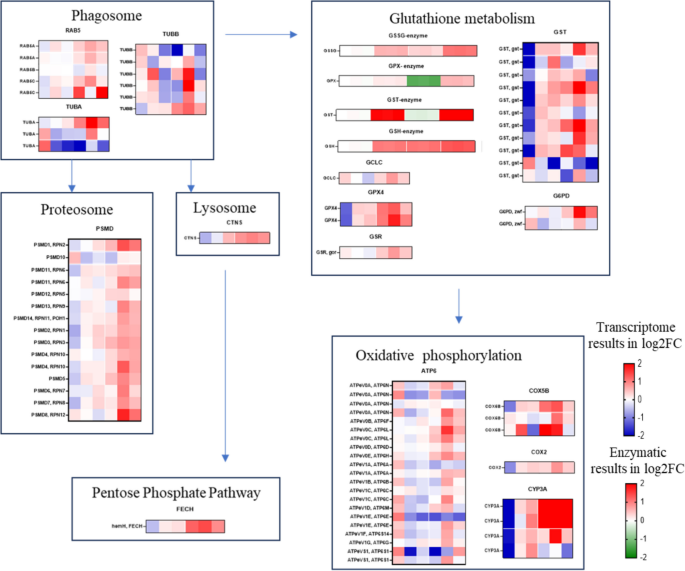 Integrated Transcriptomic Analysis Uncovers the Protective Effects of  Berberine Hydrochloride in Enhancing Hepatic Caecum Response of  Branchiostoma belcheri (Chinese lancelet) to Aeromonas hydrophila | Marine  Biotechnology