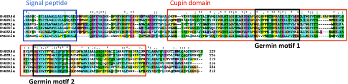 Germin-like proteins (GLPs) in cereal genomes: gene clustering and