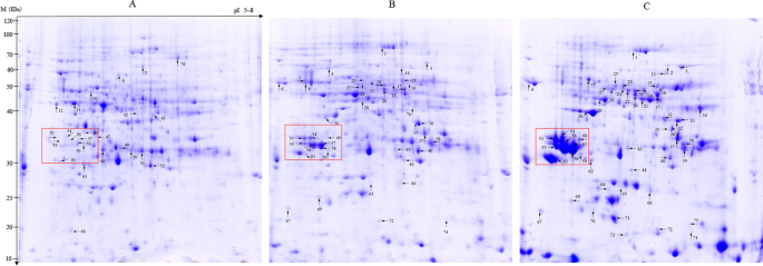 Cholesterol-Lowering Activity of Tartary Buckwheat Protein