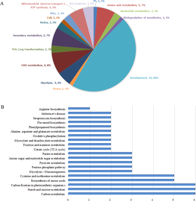 Cholesterol-Lowering Activity of Tartary Buckwheat Protein