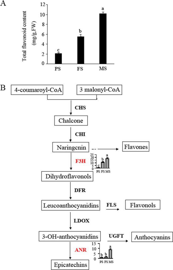 Cholesterol-Lowering Activity of Tartary Buckwheat Protein