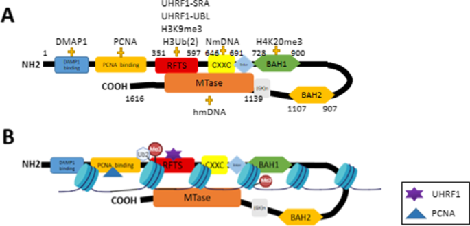 Regulatory mechanism and biological function of UHRF1–DNMT1-mediated DNA  methylation | SpringerLink