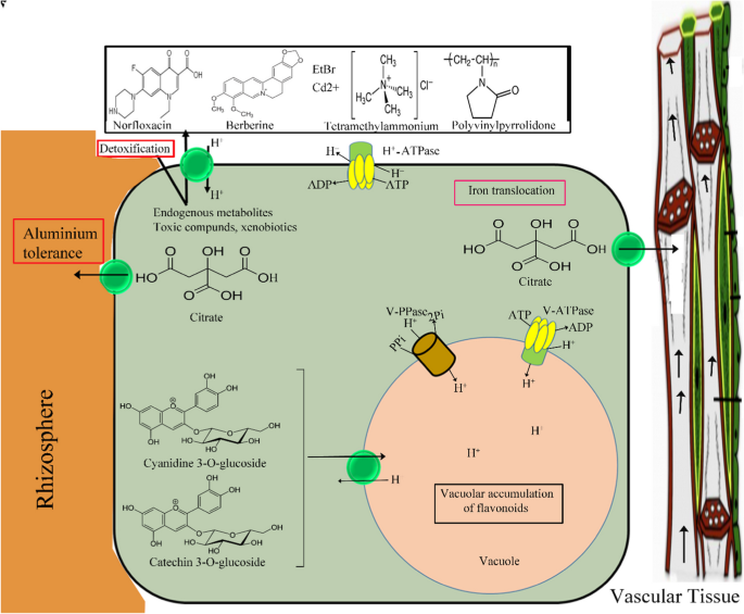 glutathione s transferase flavone Full article: Inhibition and induction of glutathione S-transferases by  flavonoids: possible pharmacological and toxicological consequences