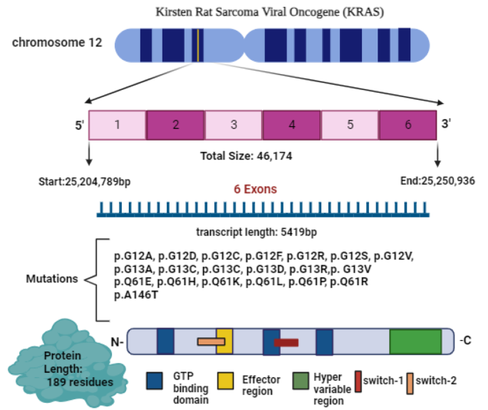 KRAS mutations detection methodology: from RFLP to CRISPR/Cas based methods | Functional & Integrative Genomics