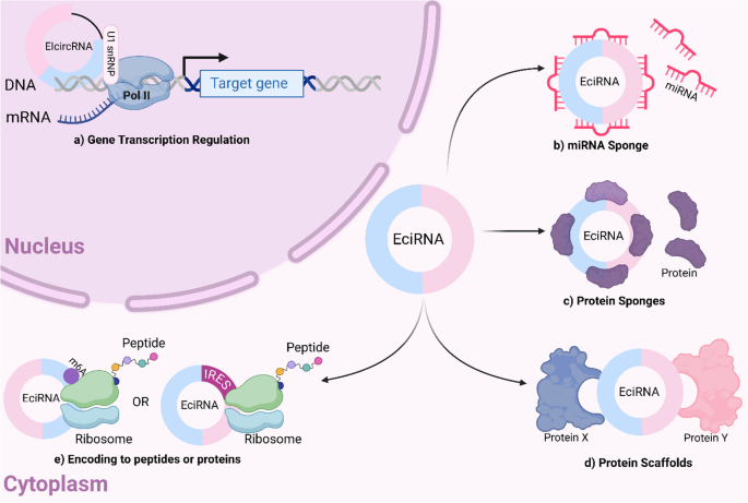 Circular RNAs orchestrating breast cancer hallmarks: bridging tumor ...