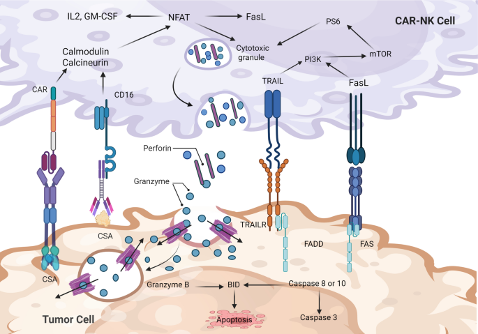 Overcoming barriers in CAR-NK immunotherapy: CRISPR-Driven advances in ...