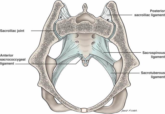 Ligaments stabilizing the sacrum sacroiliac joint: a comprehensive review | SpringerLink