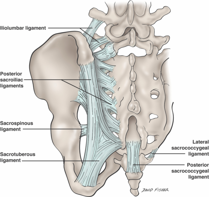 Ligaments stabilizing the sacrum sacroiliac joint: a comprehensive review | SpringerLink